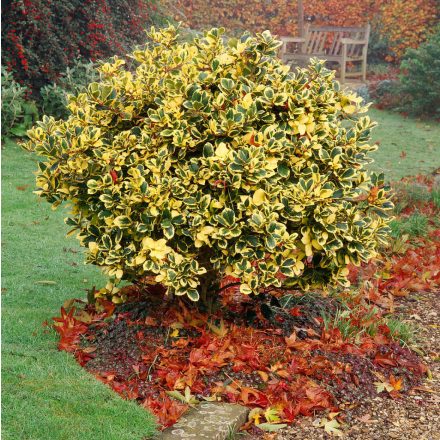 Ilex altaclerensis 'Golden King'-Magyal