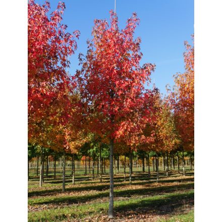Liquidambar styr. 'Worplesdon'-Amerikai ámbrafa