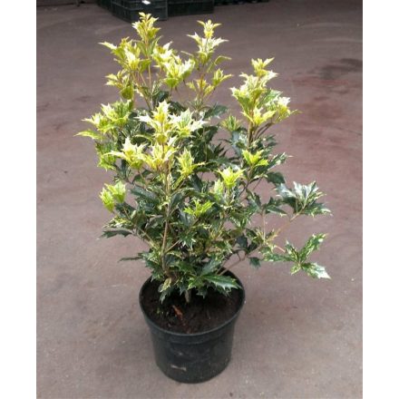 Osmanthus heter. 'Goshiki'-Tarkalevelű illatvirág