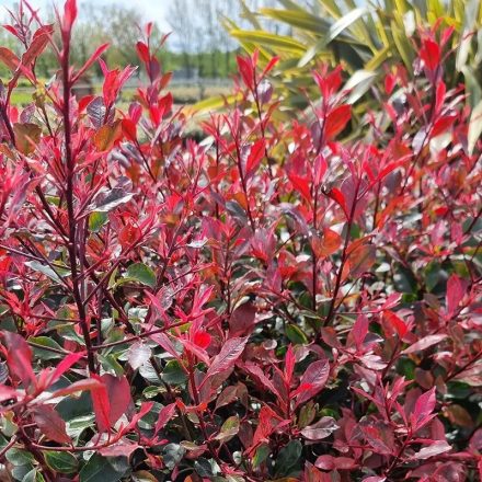 Photinia fraseri 'Little Fenna'-Korallberkenye