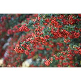 Pyracantha cocc. 'Red Column'-Tűztövis