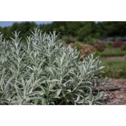 Salix FE® Iceberg Alley® NEW25-Ezüstös fűz