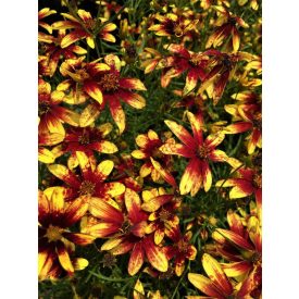   Coreopsis verticillata 'Route 66'-Keskenylevelű menyecskeszem