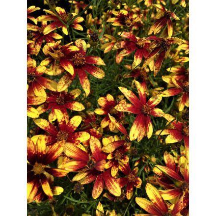 Coreopsis verticillata 'Route 66'-Keskenylevelű menyecskeszem