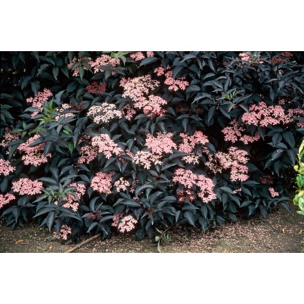 Sambucus nigra 'Black Lace'PBR-Vöröslevelű bodza