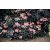 Sambucus nigra 'Black Lace'PBR-Vöröslevelű bodza