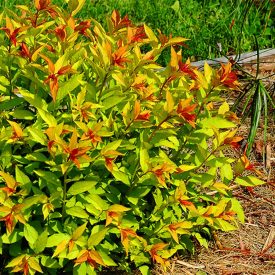 Spiraea japonica 'Goldflame'-Japán gyöngyvessző