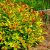 Spiraea japonica 'Goldflame'-Japán gyöngyvessző