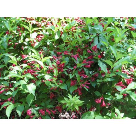 Weigela 'Red Prince'-Rózsalonc