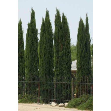 Cupressus semp. 'Totem'-Totem ciprus