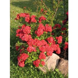 Rosa 'Rote The Fairy'-Terülő rózsa