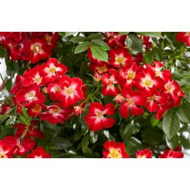 Rosa Everglow Ruby 'Geus1713'-Ágyásrózsa