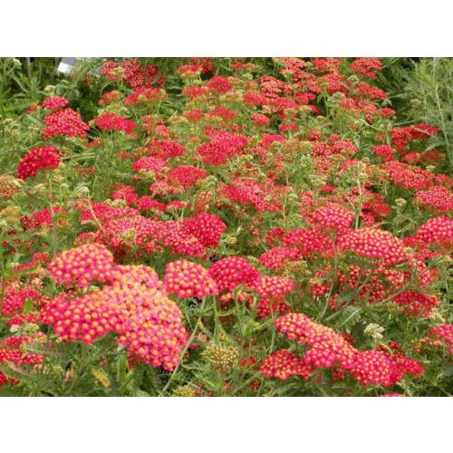 Achillea mil. 'Paprika'-Cickafark