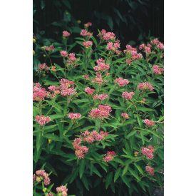 Asclepias inc. 'Cinderella'-Mocsári selyemkóró