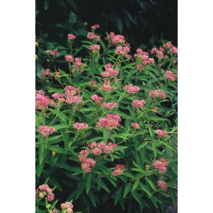 Asclepias inc. 'Cinderella'-Mocsári selyemkóró