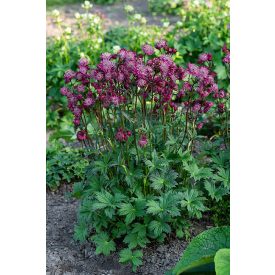 Astrantia maj. 'Astra red'-Völgycsillag