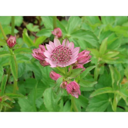 Astrantia maj. 'Pink Button'-Völgycsillag