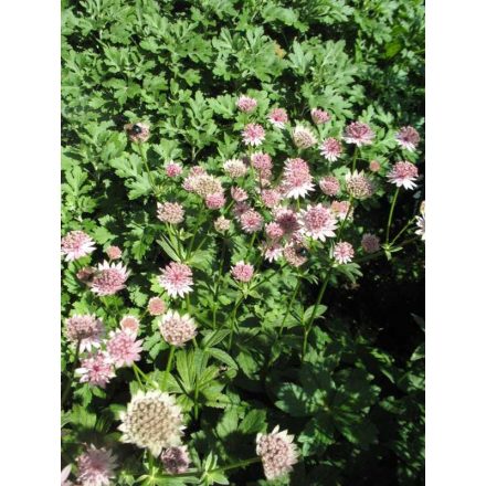 Astrantia maj. 'Roma'®-Völgycsillag