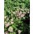 Astrantia maj. 'Roma'®-Völgycsillag