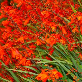 Crocosmia ‘Fire King’-Sáfrányfű