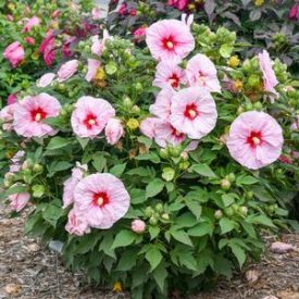   Hibiscus m.'Carousel Pink Candy'-Mocsári hibiszkusz