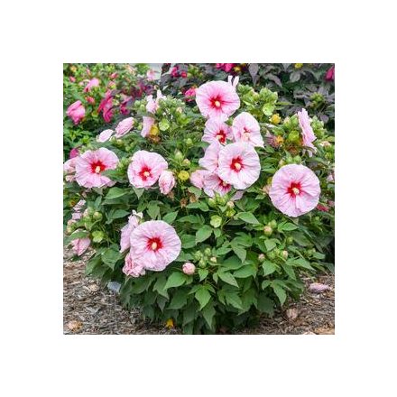 Hibiscus m.'Carousel Pink Candy'-Mocsári hibiszkusz