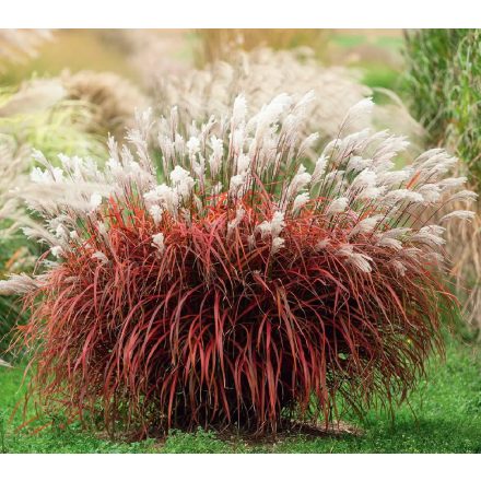 Miscanthus sin. 'Lady in Red'-Molnár pántlika