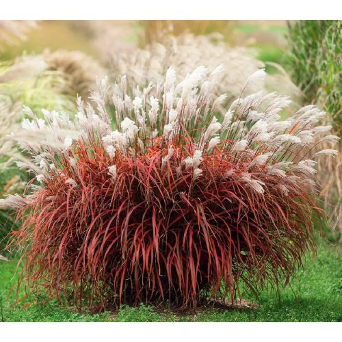 Miscanthus sin. 'Lady in Red'PBR-Molnár pántlika