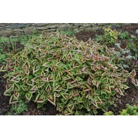   Persicaria microc. 'Purple Fantasy'-Díszkeserűfű