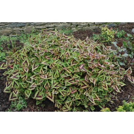Persicaria microc. 'Purple Fantasy'-Díszkeserűfű