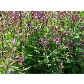   Verbena hastata 'Pink Spire'-Lándzsalevelű verbéna