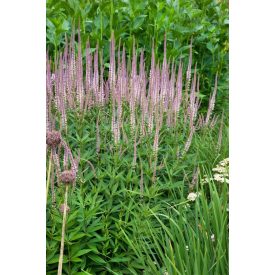   Veronicastrum virginicum 'Erika'-Virginiai veronika