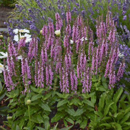 Salvia n Sensation 'Deep Rose'-Ligeti zsálya