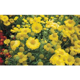 Gaillardia Sun Buddies 'Gold'-Sárga kokárda