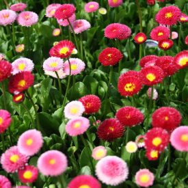 Bellis perennis 'Habanera Mix'-Százszorszép