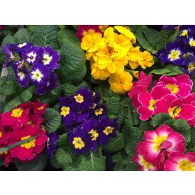 Primula 'Flamenco Mix'-Kankalin