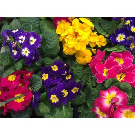 Primula 'Flamenco Mix'-Kankalin