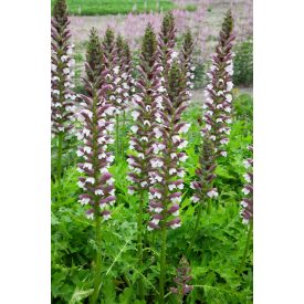 Acanthus hungaricus 'White Lips'-Medveköröm