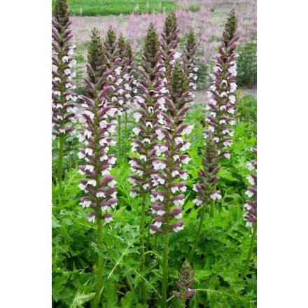 Acanthus hungaricus 'White Lips'-Medveköröm