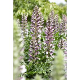 Acanthus mollis-Medveköröm