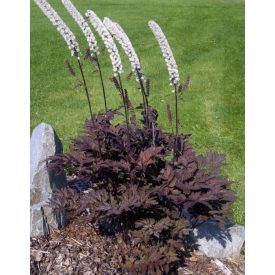 Actaea simplex 'Black Negligee'-Poloskavész