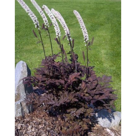 Actaea simplex 'Black Negligee'-Poloskavész
