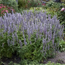 Agastache rugosa 'Blue Fortune'-Izsópfű
