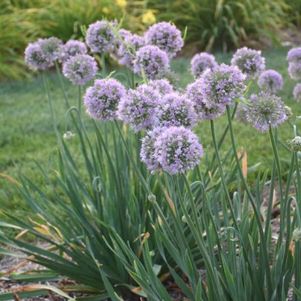 Allium 'Bubble Bath'-Díszhagyma