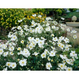   Anemone x hybrida 'Andrea Atkinson'-Japán szellőrózsa