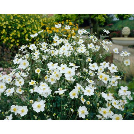 Anemone x hybrida 'Andrea Atkinson'-Japán szellőrózsa