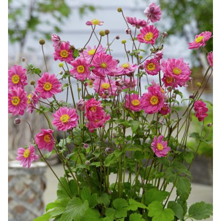 Anemone x hybrida 'Margarete'-Japán szellőrózsa