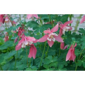 Aquilegia cae. 'Biedermeier'-Évelő harangláb