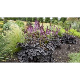 Astilbe 'Dark Side of the Moon'-Tollbuga