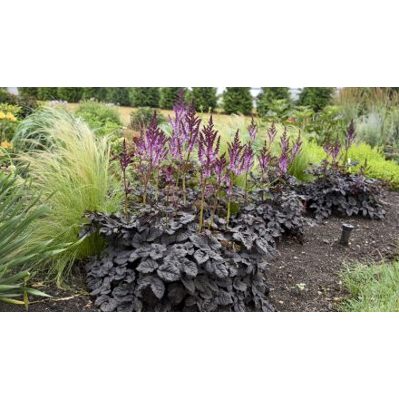 Astilbe 'Dark Side of the Moon'-Tollbuga